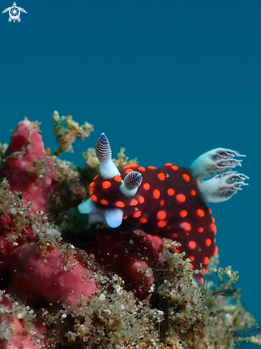 A Nembrota sp. | Nudibranch