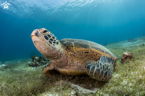 A Green Sea Turtle