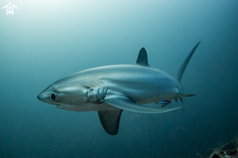 A Alopias pelagicus | Pelagic Thresher Shark