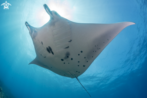 A Reef Manta Ray