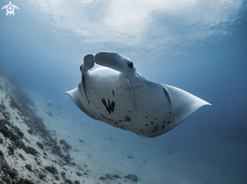 A Manta Ray