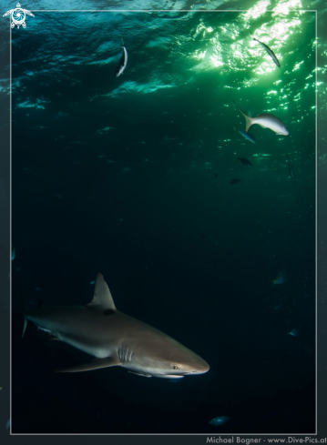 A Caribbean reef shark