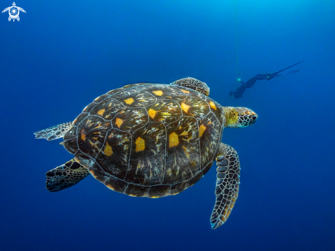 A Chelonia mydas | Green Sea Turtle