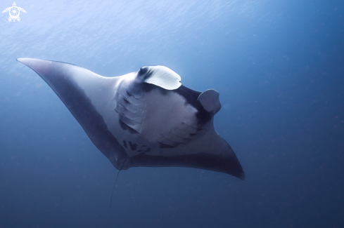 A Manta Ray