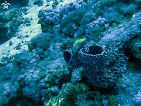 A grouperfish