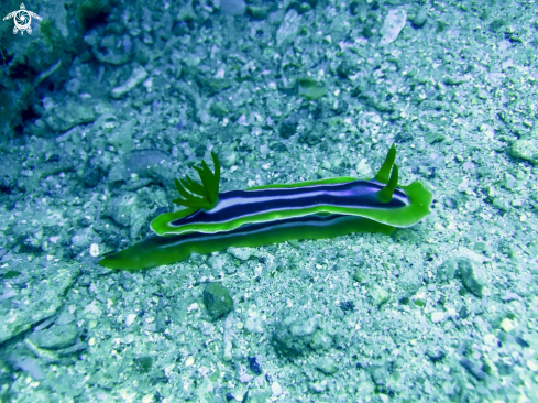 A nudibranch