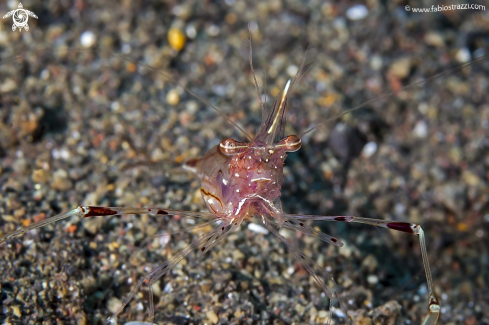 A Periclimenes tosaensis | Gamberetto degli anemoni