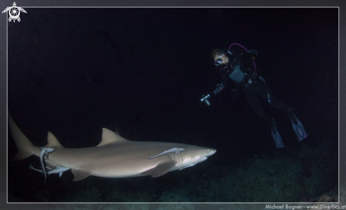 A Lemon Shark