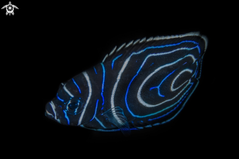 A emperor angelfish