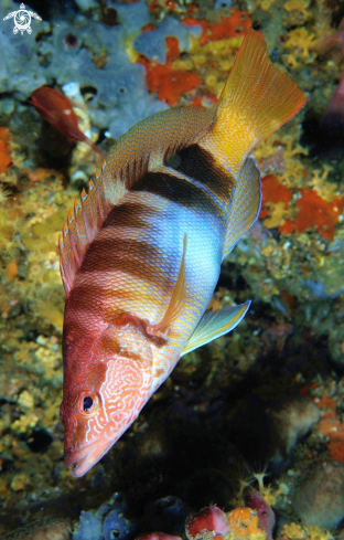 A Serranus scriba, | 