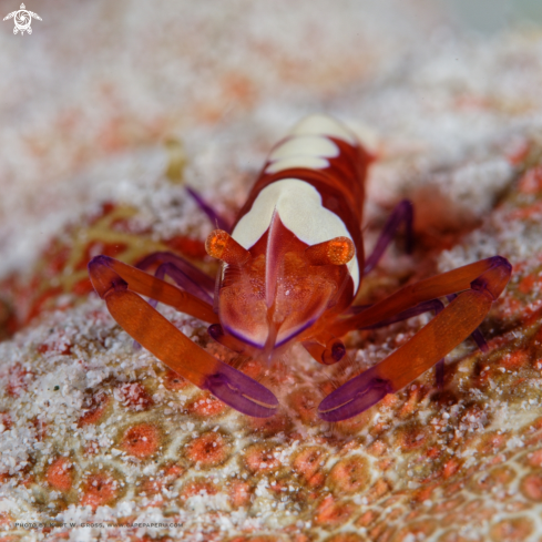 A Periclimenes imperator | Emperor shrimp