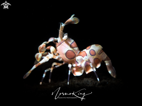 A Hymenocera picta (Dana, 1852) | Harlequin Shrimp