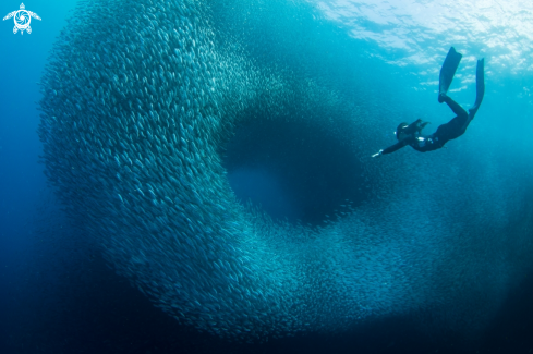 A Sardine