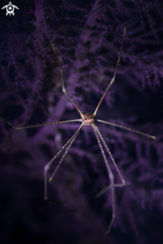 A Spider Squat Lobster