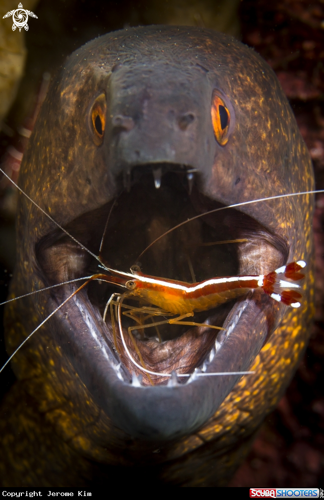 A Morray Eel and cleaner shrimp