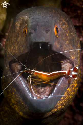 A Morray Eel and cleaner shrimp