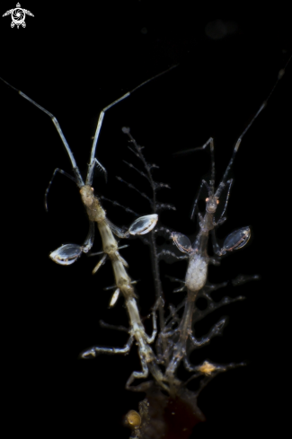 A Skeleton Shrimp