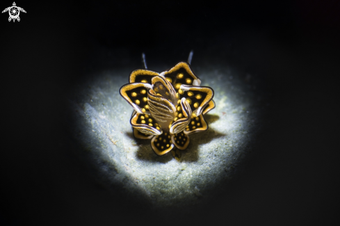 A Cyerce nigra | Butterfly Slug
