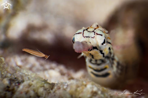 A Pipefish