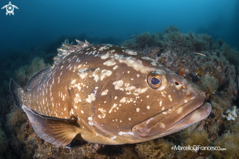 A Epinephelus marginatus | Cernia Bruna