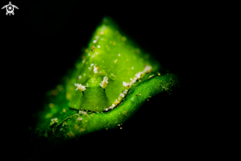 A Halimeda Slug