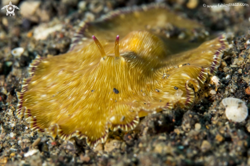 A Flatworm