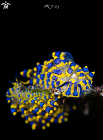 A Costasiella sp | Nudibranch