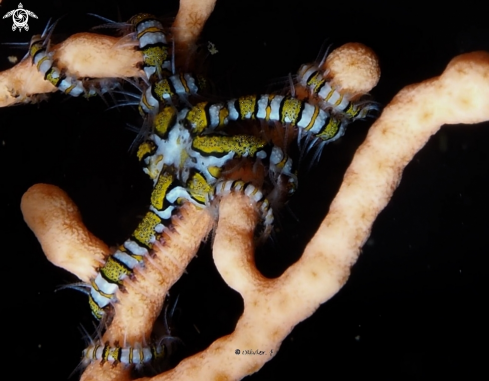 A Serpent starfish 