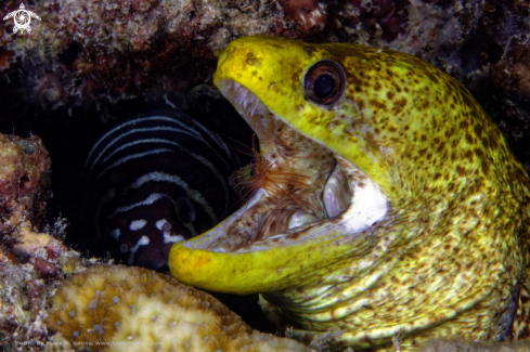 A Gymnothorax flavimarginatus | Yellow edged Moray