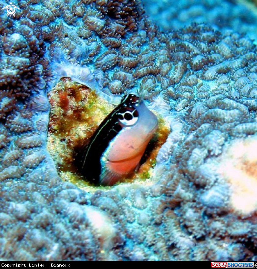 A Gobi Fish ,Mauritius