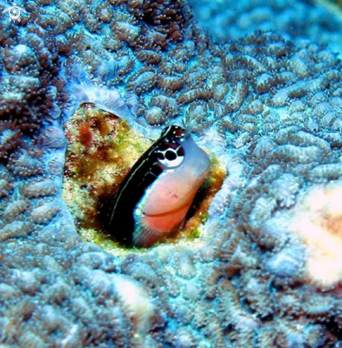 A Gobiidae | Gobi Fish ,Mauritius