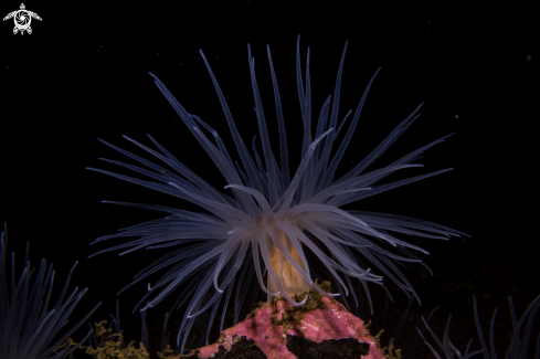 A Sea Loch Anemone