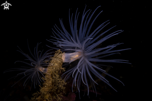 A Protanthea simplex | Sea Loch Anemone