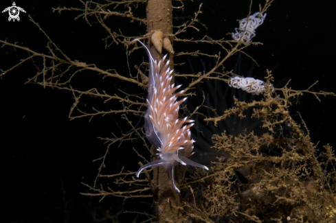 A Fjordia lineata | Fjordia lineata