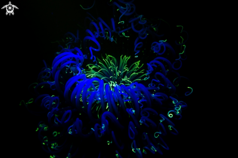 A Fireworks Anemone