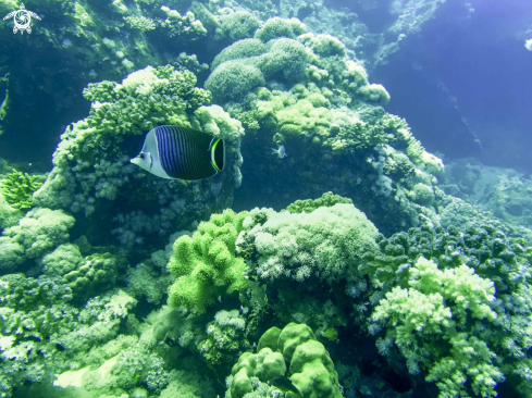 A Chaetodon falcula | angelfish