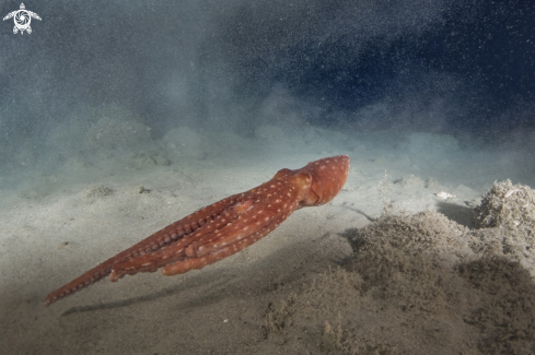 A Octopus macropus