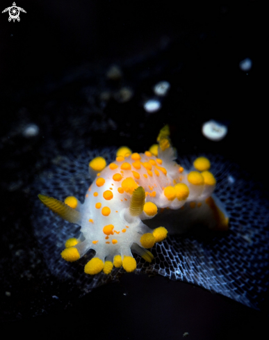 A Nudibranch