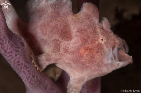 A Frog fish