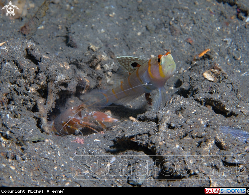 A Goby and shrimp