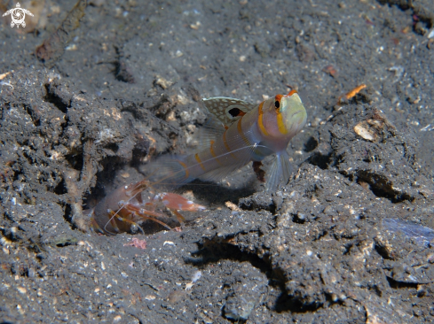 A Goby and shrimp