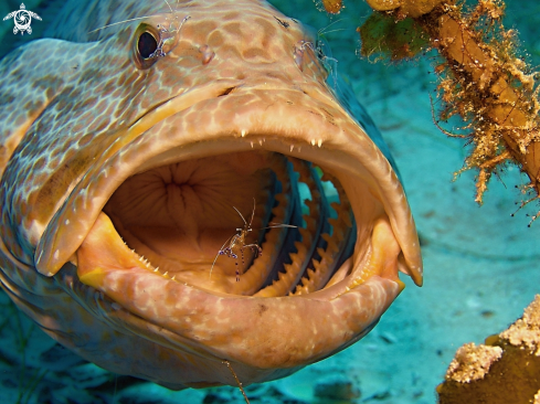 A Yellowfin grouper