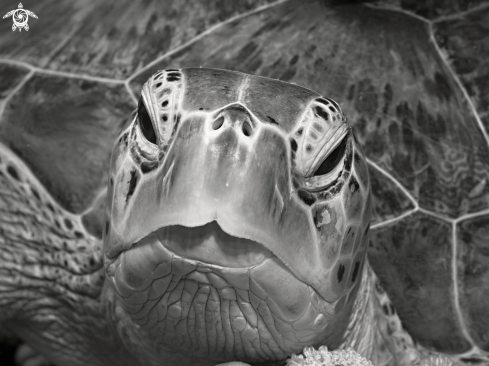 A green sea turtle