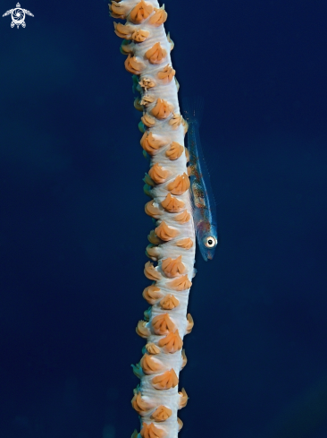 A Whip Coral Goby