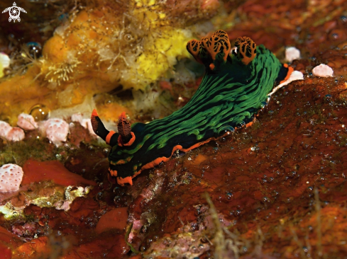 A Nembrotha kubaryana