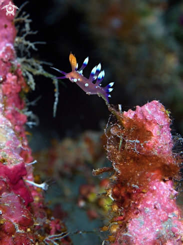 A Coryphellina exoptata