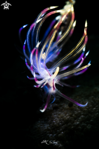 A Nudibranch