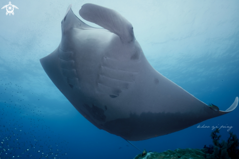 A Manta Ray