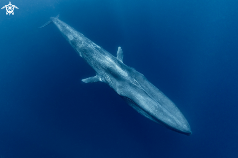 A Blue Whale 