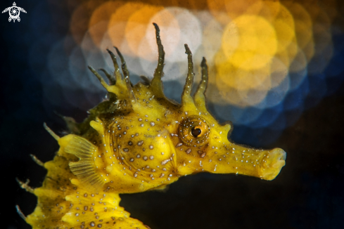 A Seahorse